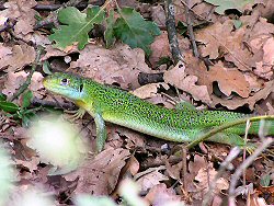 Green lizard