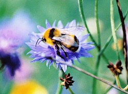 Cornflower and bee