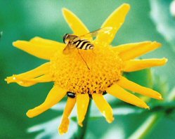 Corn marigold