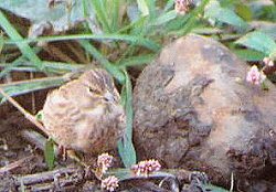 Twite