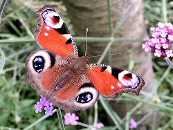 Peacock butterfly