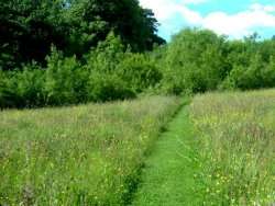 Mown path