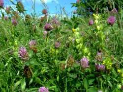 Yellow rattle etc