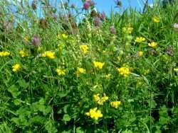 Bird's foot trefoil