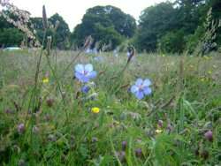 Meadow cranesbill etc