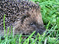 Hedgehog closeup