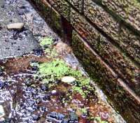 Duckweed in puddle