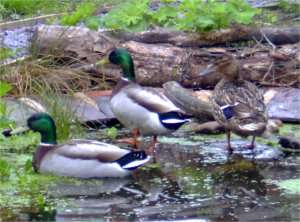 Mallards