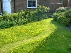 Path through meadow