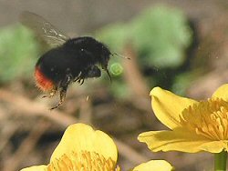 Red-tailed bumblebee