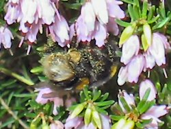 February bumblebee