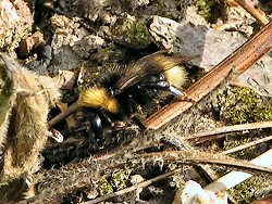 Buff-tailed bumblebee