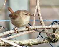 Wren