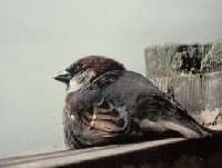 House sparrow