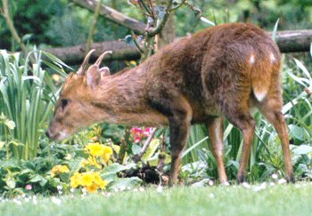 Muntjac deer