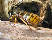 Common wasp