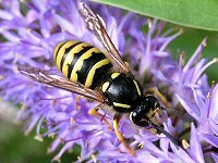 Tree wasp