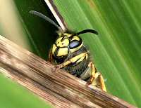 Common wasp