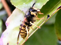 Tree wasp