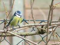 Blue tit on elder