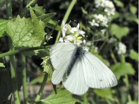 Gree-viened white