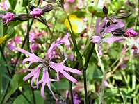 Ragged robin