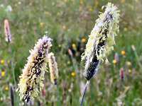 Meadow foxtail