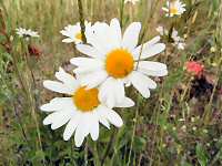 Ox-eye daisy