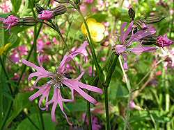 Ragged robin