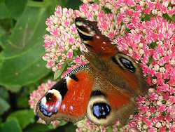 Sedum spectabile