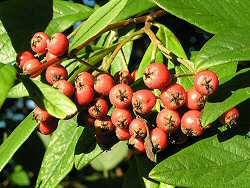 Cotoneaster