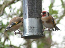 Goldfinches