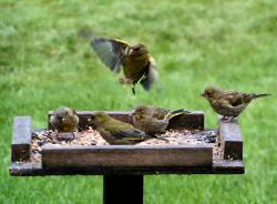 Greenfinches