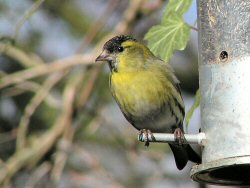 Siskin