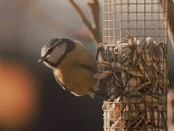 Blue tit