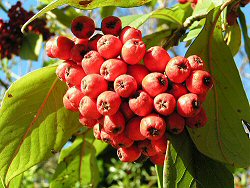 Cotoneaster berries