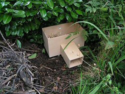 hedgehog box