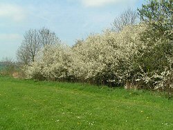 Blackthorn hedge