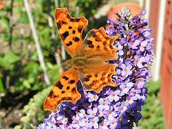 Comma butterfly