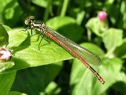 Large red damselfly