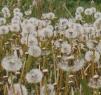 Dandelion clocks