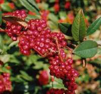 Cotoneaster