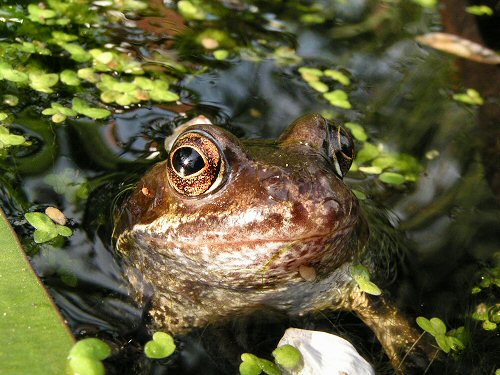 Frog close-up