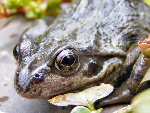 Frog close-up