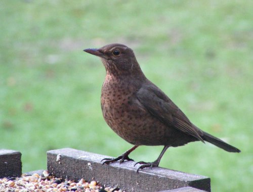 Female blackbird on bird table