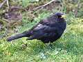 Male blackbird