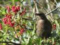 Female blackbird on Pyracantha