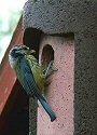 Blue tit at nestbox
