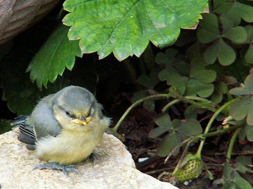 Fledgling blue tit