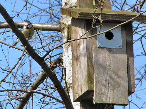 Blue tit with nesting material